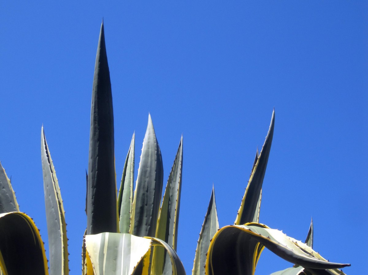agave